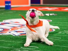 discovery puppy bowl