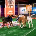 Puppy Bowl XVIII: How to watch, free live streams, TV channel, time  (2/13/22) 