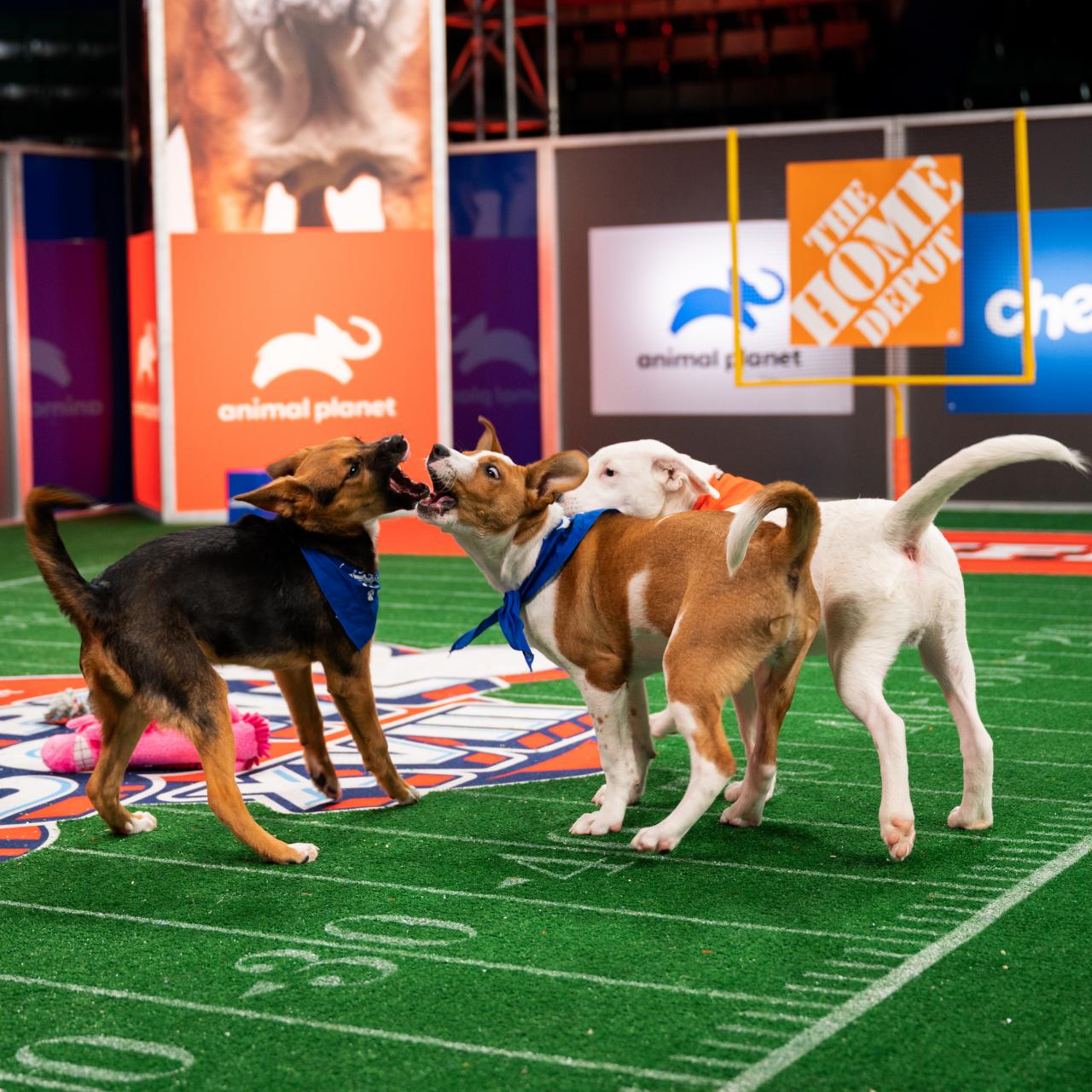 How to watch and stream Puppy Bowl Presents: The Dog Games - 2021 on Roku