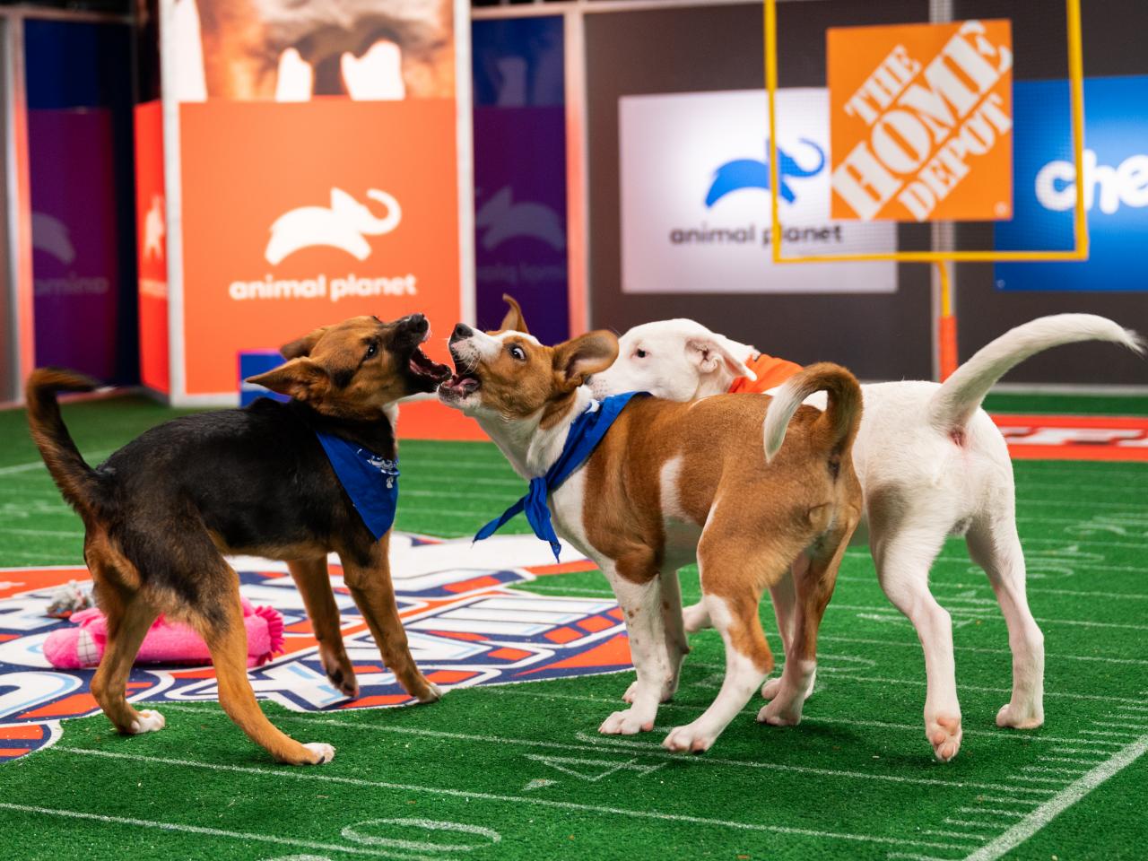 Where To Stream All Things Puppy Bowl | Puppy Bowl 2022 | Discovery
