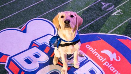 Puppy Bowl XVIII: How to watch, free live streams, TV channel