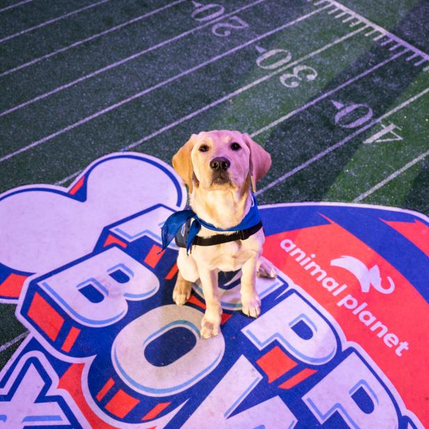 PHOTOS: These cute canines are the 'ulti-mutt' Astros fans!