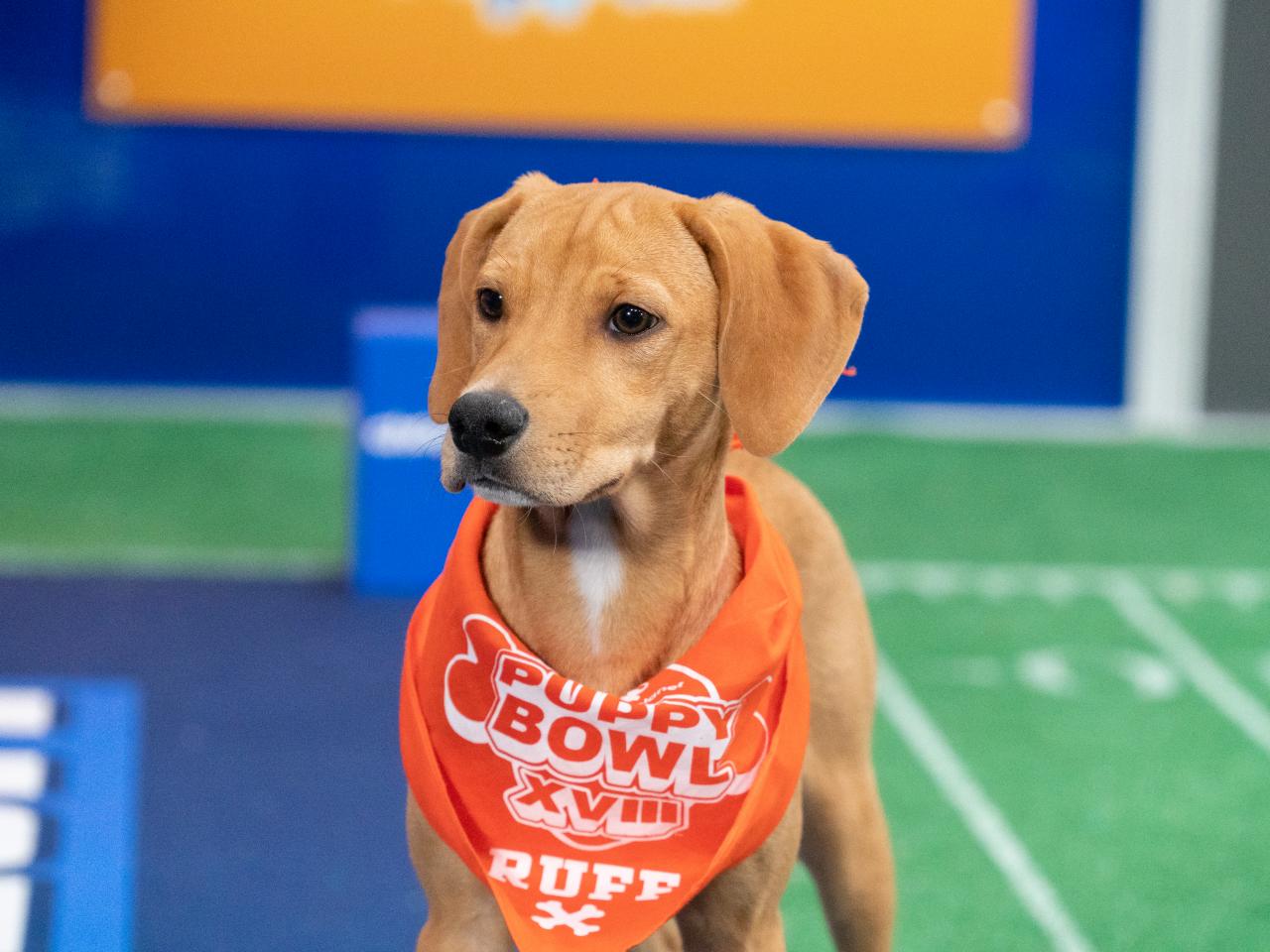 Puppy Bowl Presents: The Summer Games (TV Special 2021) - IMDb