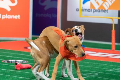 4 Reasons to Watch Animal Planet's Puppy Bowl XVIII