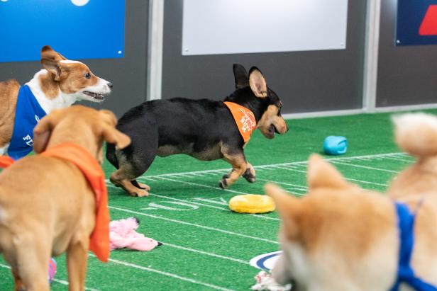 Super Bowl LIV Prop Bet Guide: MVP, Puppy Bowl Odds, and Bernie