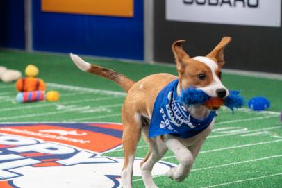 4 Reasons to Watch Animal Planet's Puppy Bowl XVIII