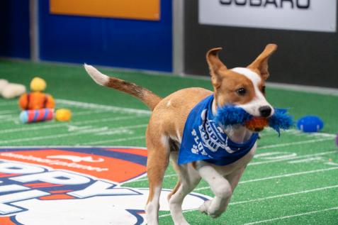 How to watch and stream Puppy Bowl Presents: The Dog Games - 2021 on Roku