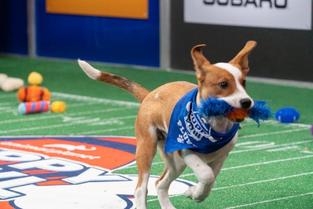 Super Bowl LIV Prop Bet Guide: MVP, Puppy Bowl Odds, and Bernie