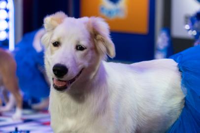 How to watch and stream Puppy Bowl Presents: The Dog Games - 2021 on Roku