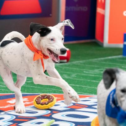 Puppy Bowl XVIII Post Game Highlights