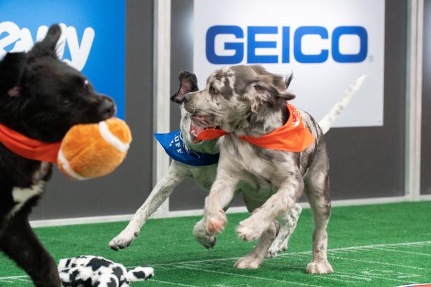 Puppy Bowl XVIII: Post-Game Highlights | Watch Highlights From Puppy ...