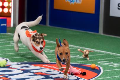 Puppy Bowl XVIII Post Game Recap, Puppy Bowl 2022