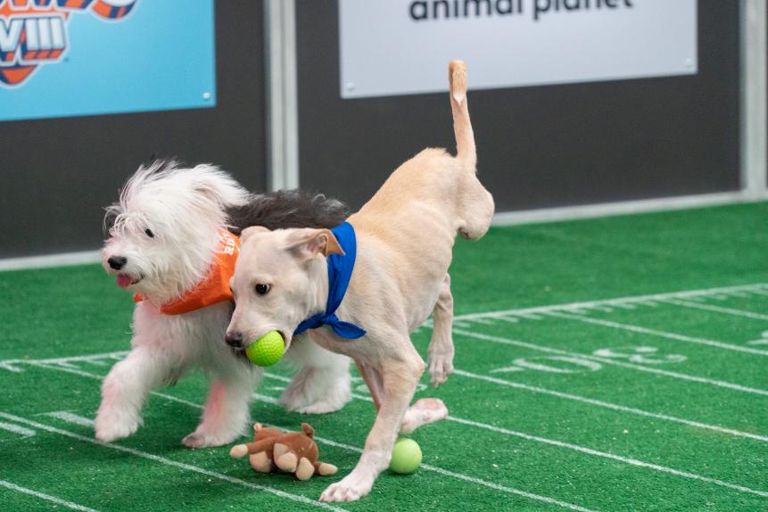 Surf (left) and Irwin (right) running on the field. Irwin holds a ball in his mouth.