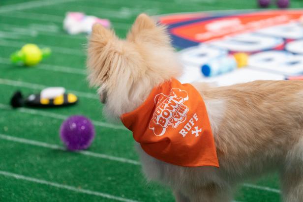 What's on TV: Super Bowl 2021, Kitten Bowl, Puppy Bowl - Los Angeles Times