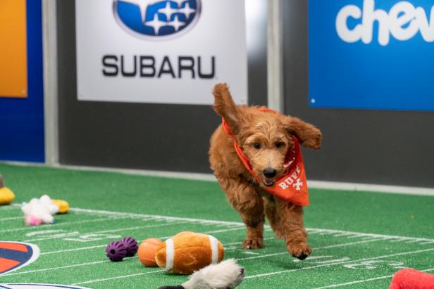 Puppy Bowl XVIII: How to watch, free live streams, TV channel, time  (2/13/22) 