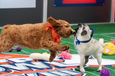 hallmark puppy bowl