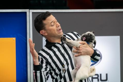 https://discovery.sndimg.com/content/dam/images/discovery/editorial/shows/p/puppybowl/2022/puppy-play/38080_079.jpg.rend.hgtvcom.476.317.suffix/1643665554362.jpeg