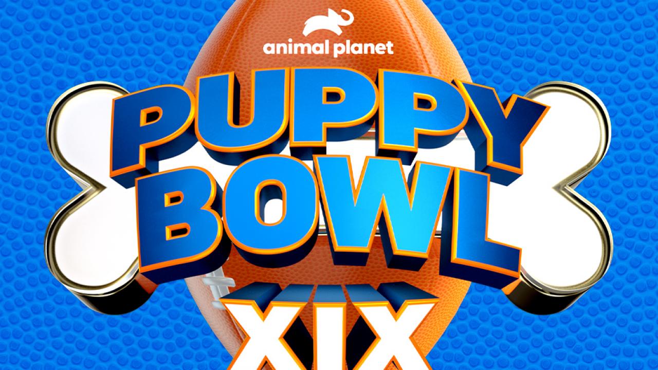 Animal Planet's Puppy Bowl XIX Premieres February 12, Watch Highlights  From Puppy Bowl