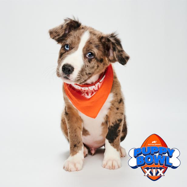 Puppy Bowl XIX' to air on Animal Planet, TBS, Discovery, Discovery+, HBO Max  