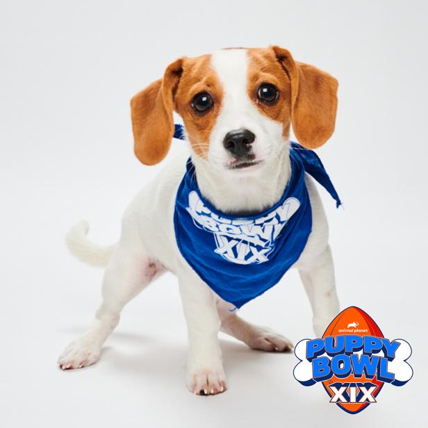 Puppy bowl corgi 2025