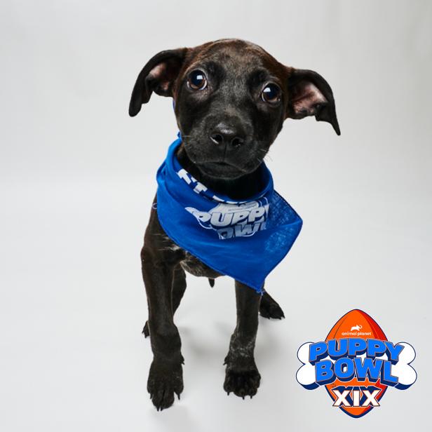 Puppy bowl uk outlet