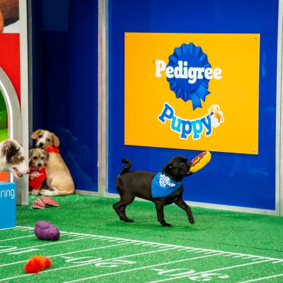 The Best Moments of Puppy Bowl XX