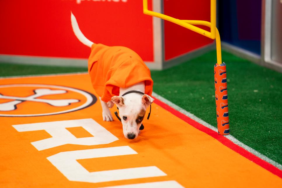 Check out some of 2024 Puppy Bowl best moments of the game! Watch