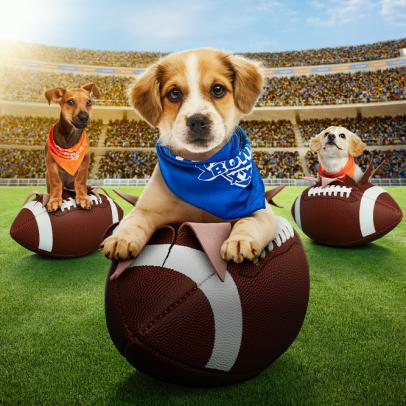 Get Ready for Puppy Bowl XXI on Animal Planet!