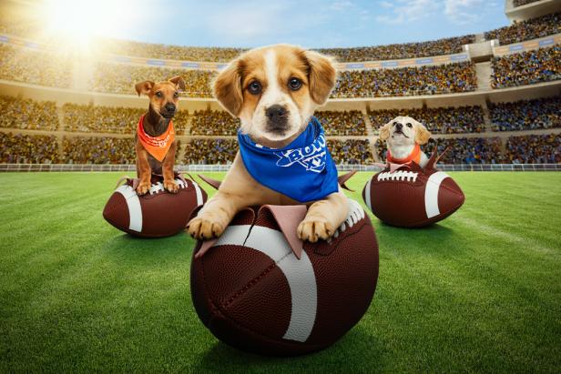 Puppy Bowl XXI Returns on Animal Planet for 2025 | Discovery