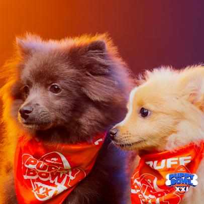 Puppy Bowl XXI Gameday Ready