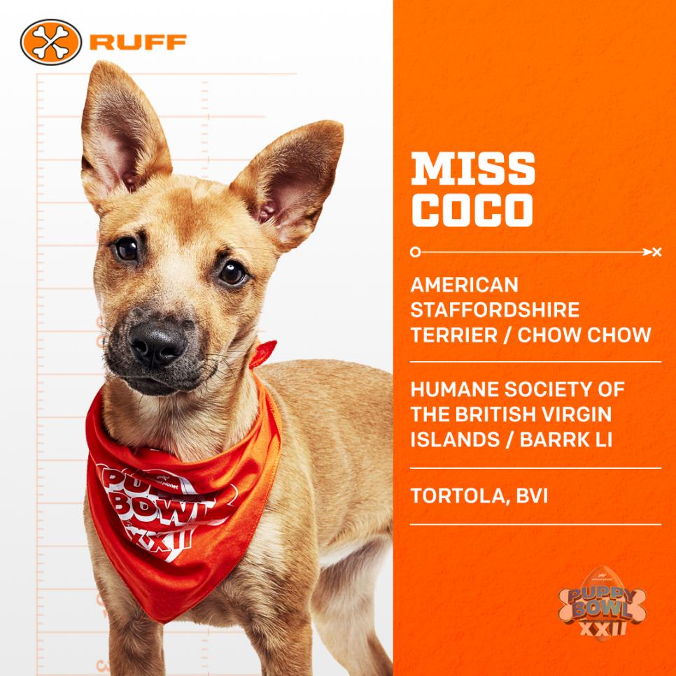 Miss Coco: Team Ruff