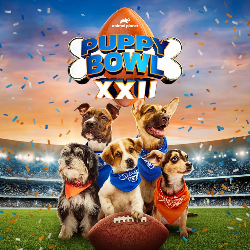 Get Ready for Puppy Bowl XXII on Animal Planet!