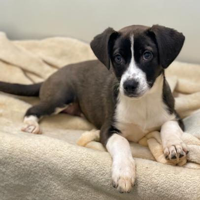 Meet the Puppy Bowl XXII Adoptable Pets!