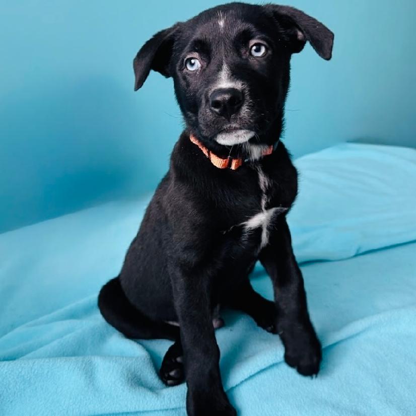 Meet This Year's Adoptable Pets!