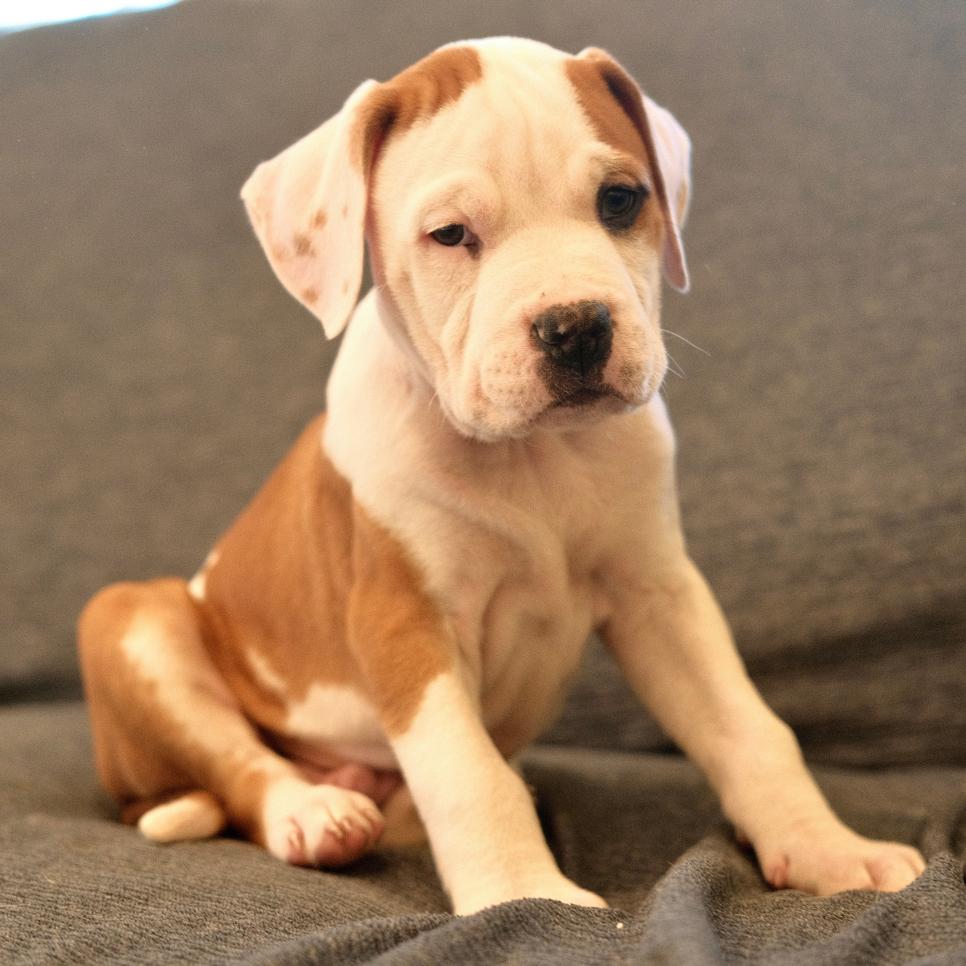 Meet Neil - Animal Rescue Rhode Island