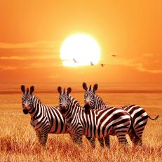 African zebras at beautiful orange sunset in the Serengeti National Park. Tanzania. Wild nature of Africa.