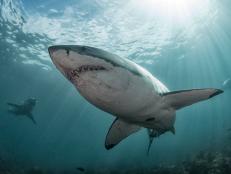 Great white sharks swim through the water off the coast of Stewart Island, New Zealand.