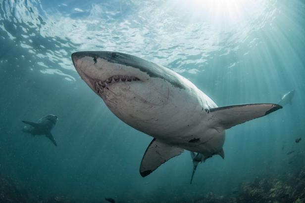 Shark Week is here! Go feed some predators at Mandalay Bay's