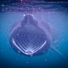 Basking Shark feeding on plankton during the bloom in the Scottish waters off the Isle of Coll.