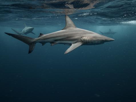 Searching for Lost Sharks