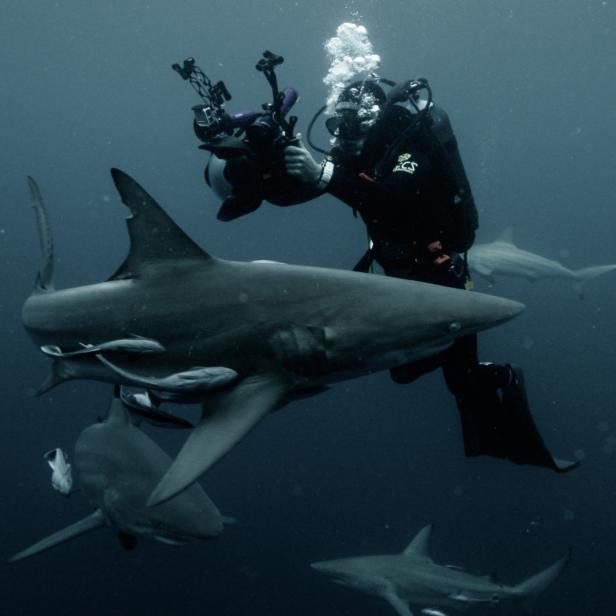 Mitchell Long Shoots Shots Of A Shark Close Up