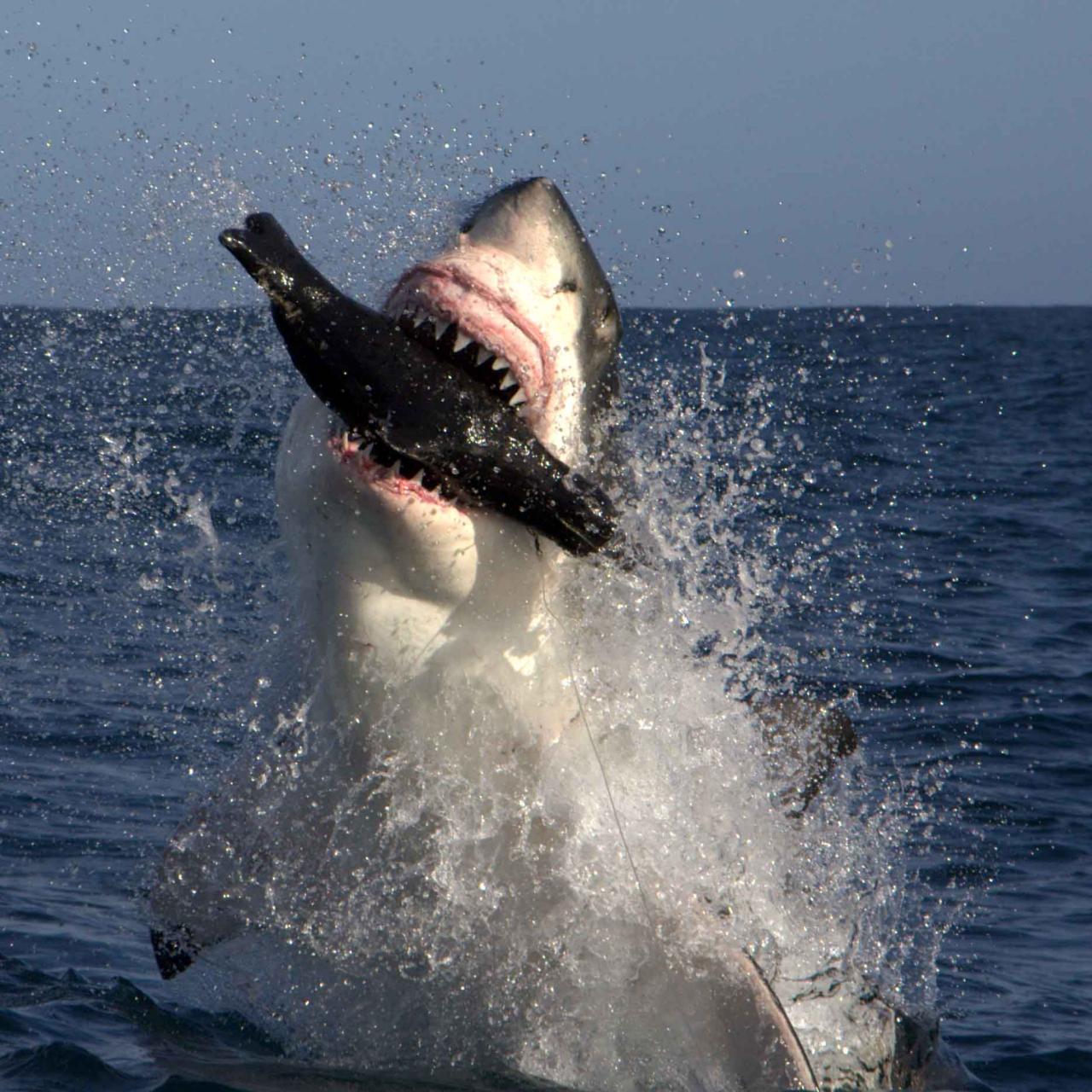 shark eating seal hd