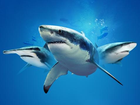 Shark Week Is Our Favorite Thing About Summer