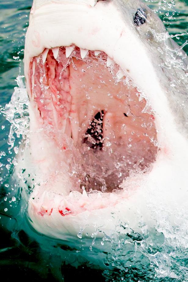 Best Moments Of Air Jaws: Going For Gold | The Latest Shark Week 2022 News  On Discovery | Discovery