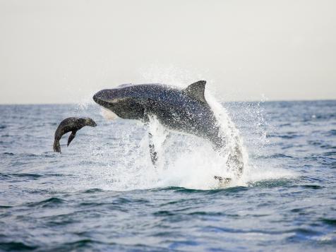 Shark Week: The Podcast – How Sharks Are Built to Hunt