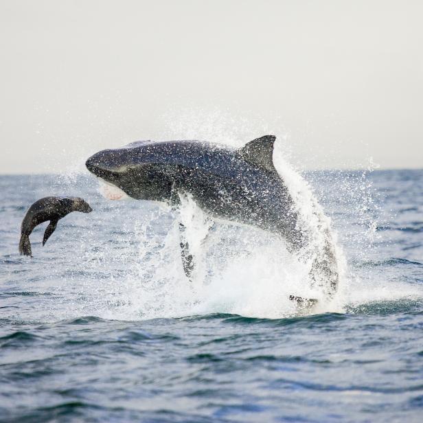 Great white shark attacks cape fur seal