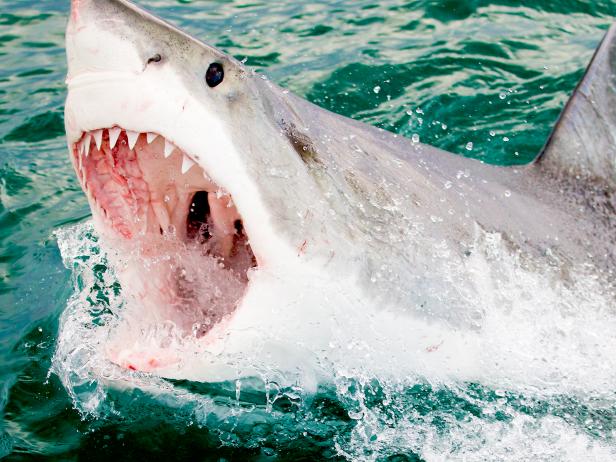 Best Moments Of Air Jaws Going For Gold The Latest Shark Week News On Discovery Discovery Best Moments Of Air Jaws Going For Gold The Latest Shark Week News On Discovery Discovery