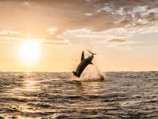 SW21: AIR JAWS ROCKET SHARK