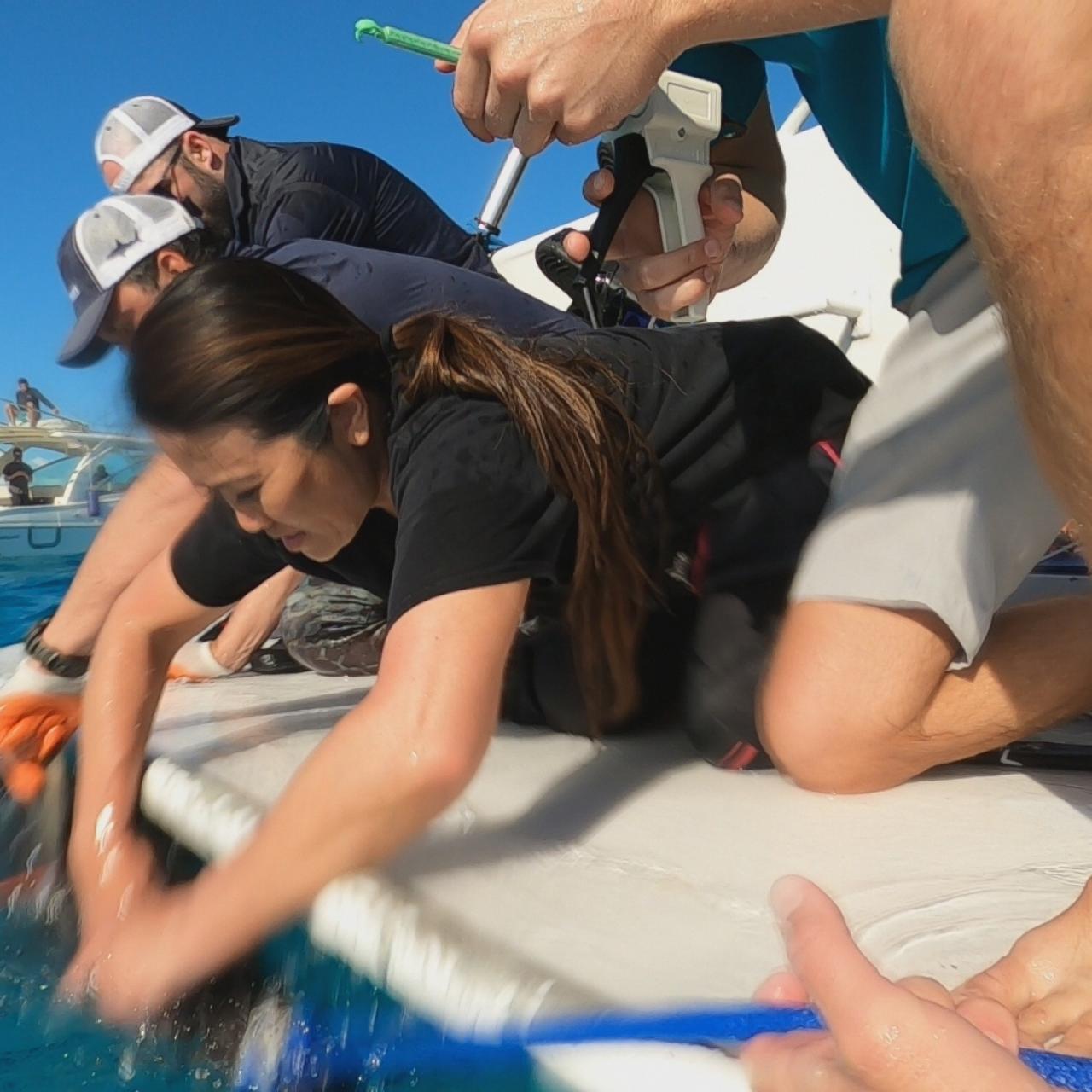 dr pimple popper fish and hook Go Behind the Scenes of Dr. Pimple Popper Pops Shark Week