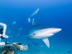 SW21: HUNT FOR LAGERTHA, THE